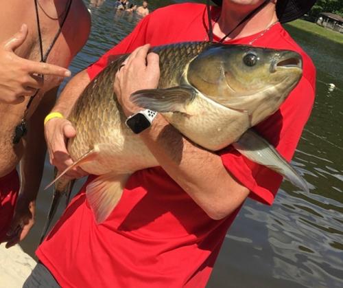 Белый амур: уничтожает 20 кг травы в сутки. 06 Белый амур: уничтожает 20 кг травы в сутки. 06