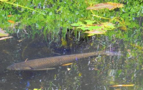 Белый амур: уничтожает 20 кг травы в сутки. 02 Белый амур: уничтожает 20 кг травы в сутки. 02