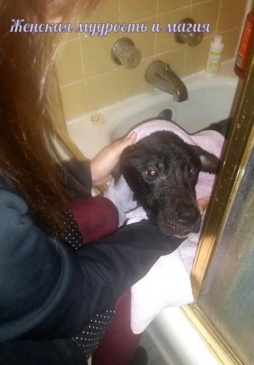 Как два байкера спасли собаку из заключения. 06 Как два байкера спасли собаку из заключения. 06