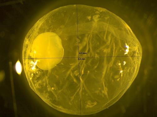 Белый амур: уничтожает 20 кг травы в сутки. 08 Белый амур: уничтожает 20 кг травы в сутки. 08