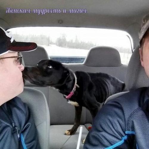 Как два байкера спасли собаку из заключения. 05 Как два байкера спасли собаку из заключения. 05