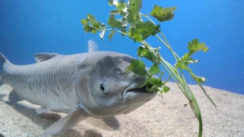 Белый амур: уничтожает 20 кг травы в сутки. 04 Белый амур: уничтожает 20 кг травы в сутки. 04