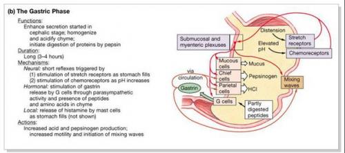 Можно растянуть желудок перееданием или это миф? 03