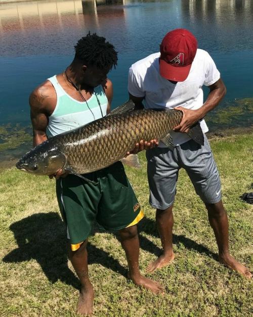 Белый амур: уничтожает 20 кг травы в сутки. 01 Белый амур: уничтожает 20 кг травы в сутки. 01