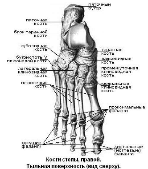 Суставы стопы анатомия человека рисунок