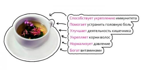 Иван-чай для похудения: полезные свойства и рецепты