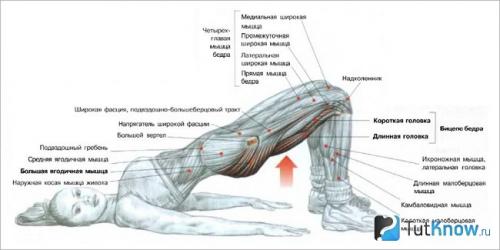 От чего ягодицы не растут. Почему не растут ягодицы от силовых тренировок: причины