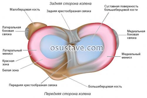 Сколько менисков в коленях. Что такое мениск коленного сустава, возможные повреждения, их причины и лечение