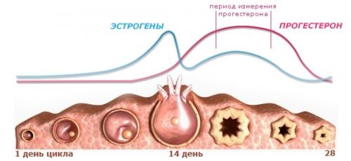 Из чего состоит грудь мужчины. Как гормоны влияют на развитие груди