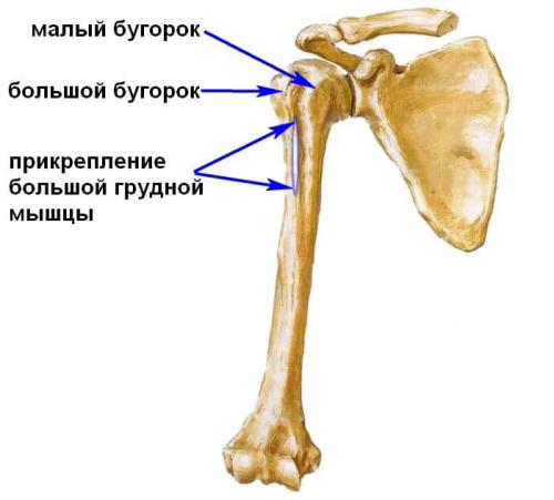 Срастание перелома бугорка плечевой кости. Перелом большого бугорка плечевой кости