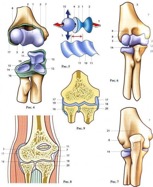 Чем покрыты суставные поверхности костей. Суставы 01