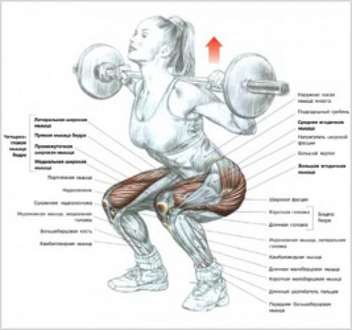 Программа на приседания со штангой русский цикл. Пауза между подходами во время приседаний со штангой