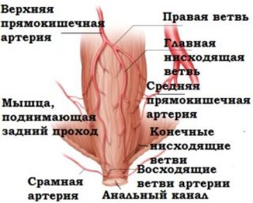 Кровоснабжение прямой кишки схема