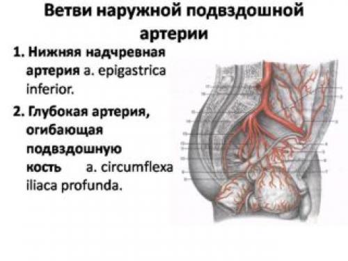 Заболевания подвздошной артерии. Внутренняя подвздошная артерия и ее ветви