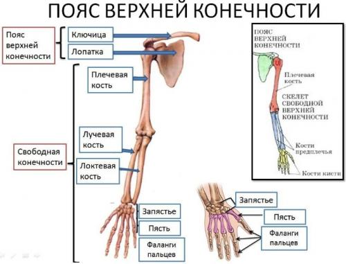 Кости верхней конечности. Строение