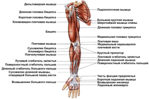 Кости верхней конечности. Строение