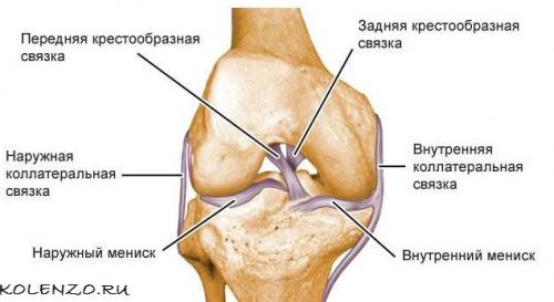 Коленный сустав связки. Крестообразная связка коленного сустава: анатомия, травмы, лечение
