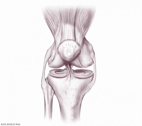 Коленная чашечка. Почему болит коленная чашечка: причины, симптомы, лечение