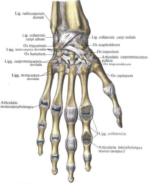 Articulatio carpometacarpea. Запястно-пястные суставы