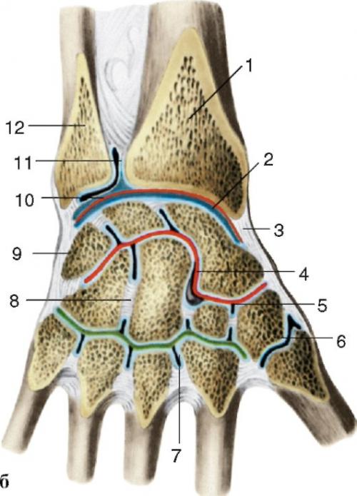Articulatio carpometacarpea pollicis. Суставы кисти 01
