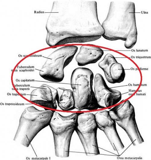 Строение кисти правой руки. Анатомия кисти. Строение костей кисти.
