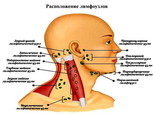 Увеличены лимфоузлы на шее у ребенка. Что делать, если у ребенка на шее увеличены лимфоузлы