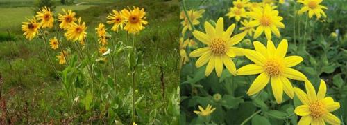 Арника крем-гель. Мазь «Арника»: инструкция по применению, показания