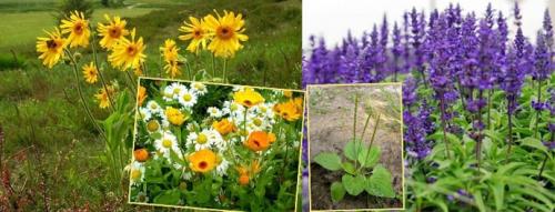 Арника крем-гель. Мазь «Арника»: инструкция по применению, показания