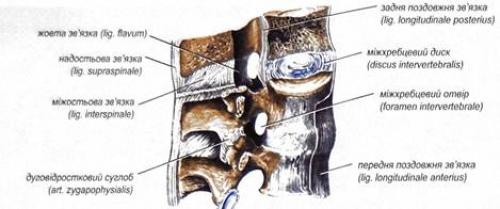 Суставы анатомия человека таблица. Анатомические индивидуальности 02 Суставы анатомия человека таблица. Анатомические индивидуальности 02