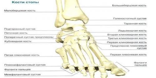 Суставы нижней конечности. Суставы стопы: лечение и особенности заболеваний ног