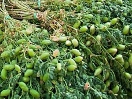 Можно ли есть нут сырым. Что такое нут