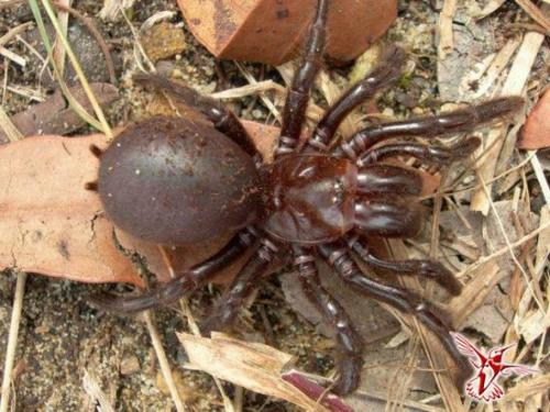 Почему не стоит жить в Австралии. Девять причин, почему не стоит жить в Австралии