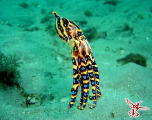 Почему не стоит жить в Австралии. Девять причин, почему не стоит жить в Австралии