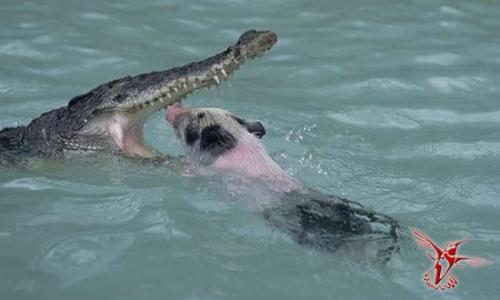 Почему не стоит жить в Австралии. Девять причин, почему не стоит жить в Австралии