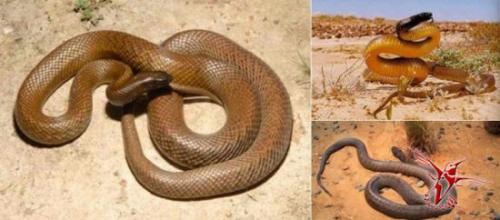 Почему не стоит жить в Австралии. Девять причин, почему не стоит жить в Австралии