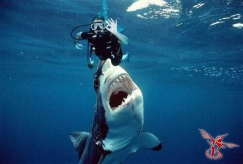 Почему не стоит жить в Австралии. Девять причин, почему не стоит жить в Австралии