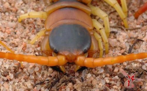 Почему не стоит жить в Австралии. Девять причин, почему не стоит жить в Австралии