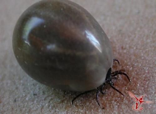 Почему не стоит жить в Австралии. Девять причин, почему не стоит жить в Австралии