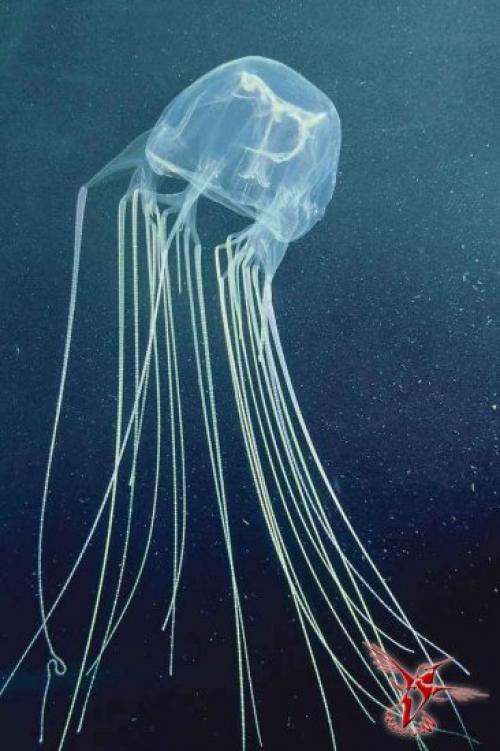 Почему не стоит жить в Австралии. Девять причин, почему не стоит жить в Австралии