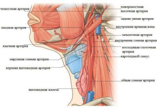 8 упражнений при шейном остеохондрозе. Что такое шейный остеохондроз, причины и симптомы