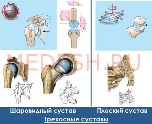 Строение и функции суставов таблица. Классификация суставов