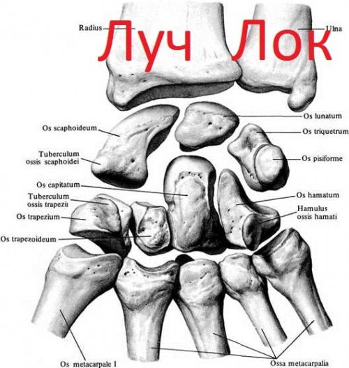 Строение кисти левой руки. Анатомия кисти. Строение костей кисти.