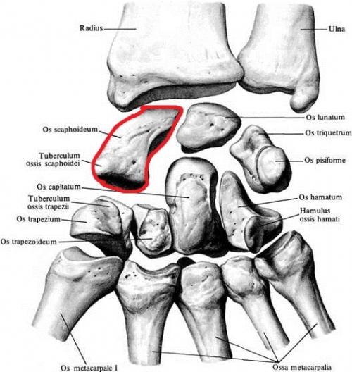Строение кисти левой руки. Анатомия кисти. Строение костей кисти.