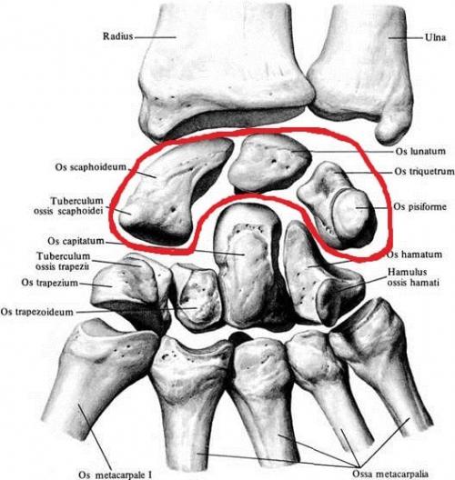 Строение кисти левой руки. Анатомия кисти. Строение костей кисти.