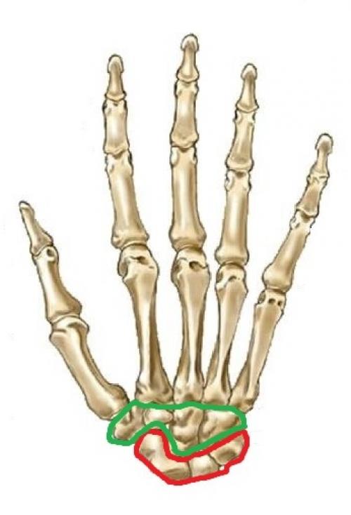 Строение кисти левой руки. Анатомия кисти. Строение костей кисти.