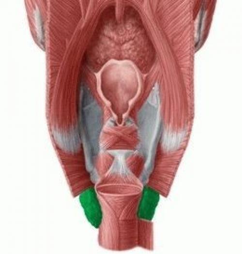 Сводит ногу в бедре причины лечение. Сводит мышцы ног в ляшках –, что делать при судорогах бедра