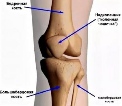 Коленный сустав суставные поверхности. Коленный сустав 04 Коленный сустав суставные поверхности. Коленный сустав 04