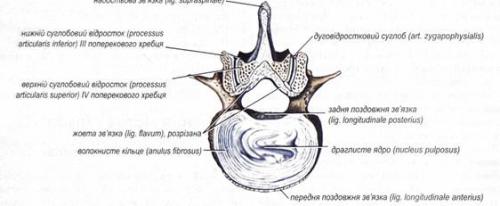 Связки человека анатомия таблица. Связка (анатомия) 01