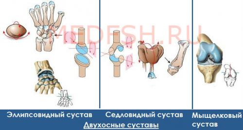 Суставы виды суставов таблица. Классификация суставов