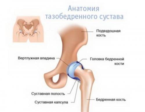 Тазобедренный сустав. Строение тазобедренного сустава